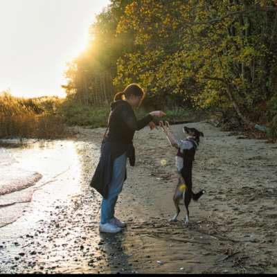 Hundetreffen-Spazieren, Trainieren, Spielen, spass haben :) BC-Bild