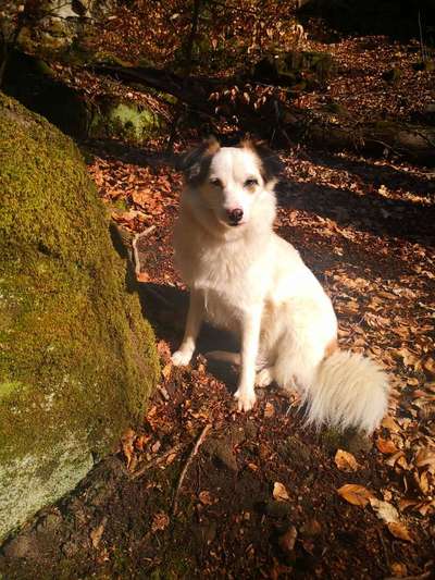 Fotochallenge No. 26                                     Wald und Wiese-Beitrag-Bild