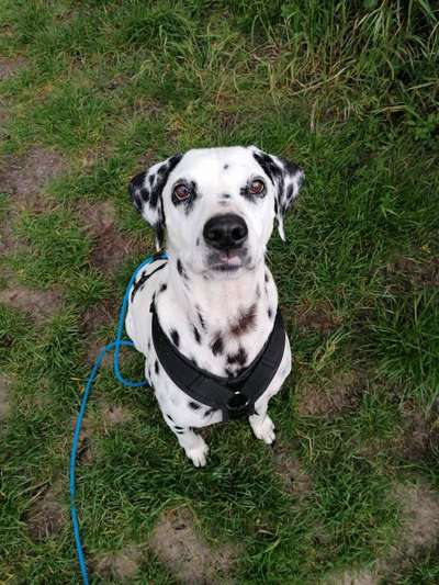 Die Dogorama Monats Challenge "Es grünt und blüht"-Beitrag-Bild