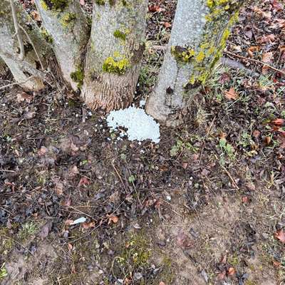 Giftköder-Eventuell Giftköder-Bild