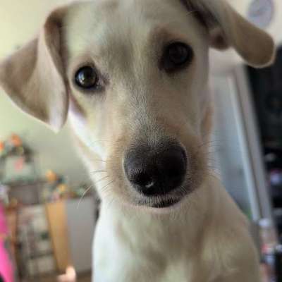 Hundetreffen-Gassi Runde an der Kiesgrube Leuben-Bild