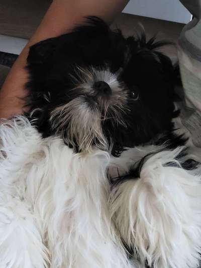 Hundetreffen-Spiel und Gassi - Kumpel gesucht-Bild