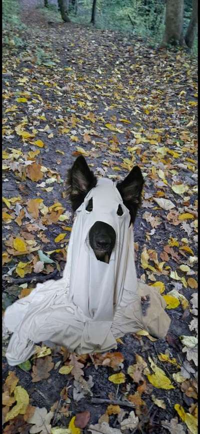 Fotowettbewerb ,,mein gruseliger Hund"-Beitrag-Bild