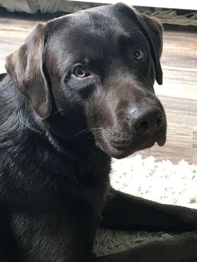 Wo sind meine Labrador Freunde-Beitrag-Bild