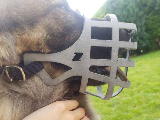 Wie sitzt mein Maulkorb / Maulkorb-Beratung-Beitrag-Bild