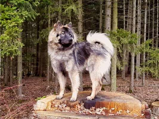 Wald Bild-Beitrag-Bild