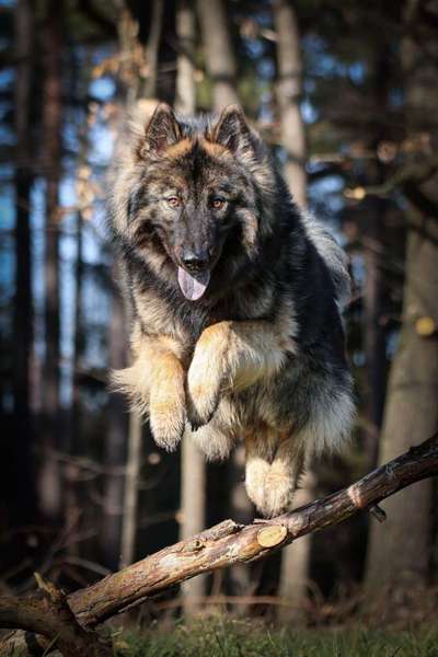 Dogorama Photo Challenge - Hunde in Action-Beitrag-Bild