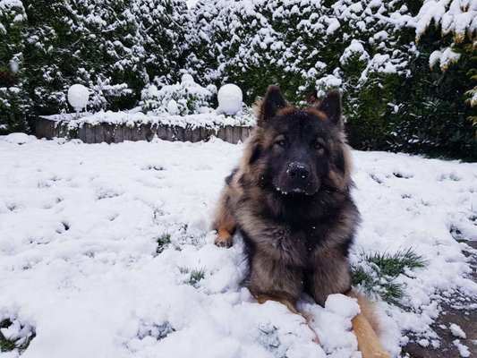 Black dogs are beautiful-Beitrag-Bild