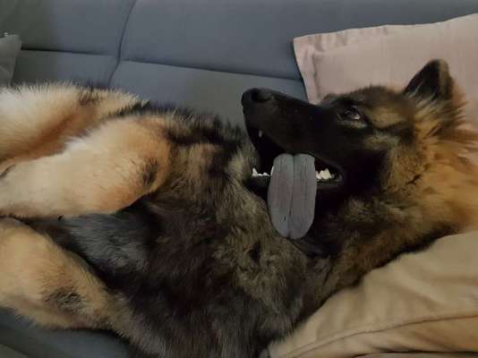 Fotochallenge Nr. 59 - Mein Hund zeigt die Zunge-Beitrag-Bild