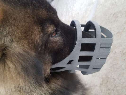 Wie sitzt mein Maulkorb / Maulkorb-Beratung-Beitrag-Bild