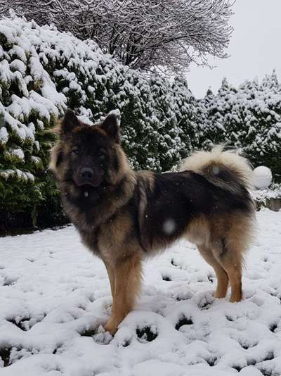 Seltene Rassen!-Beitrag-Bild