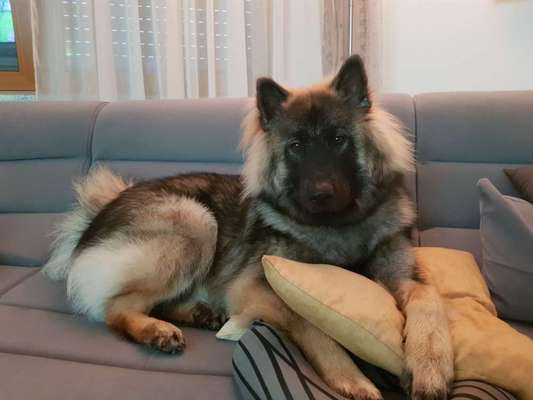 Eurasier hier?-Beitrag-Bild