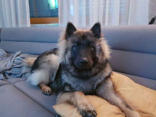 Nordische Hunde-Beitrag-Bild