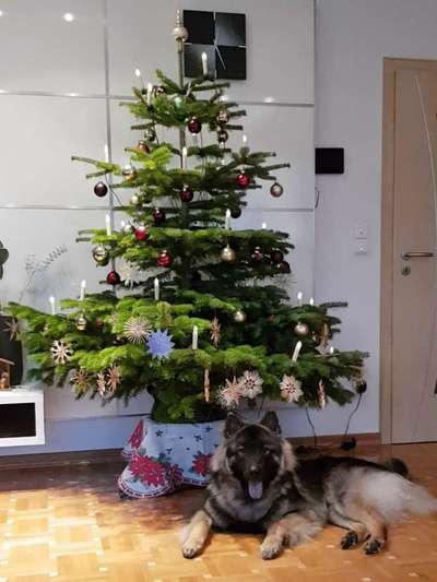 Dogorama Photo Challenge - Weihnachtsbaum-Beitrag-Bild