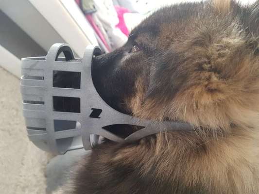 Wie sitzt mein Maulkorb / Maulkorb-Beratung-Beitrag-Bild