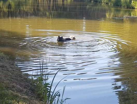Eurasier hier?-Beitrag-Bild