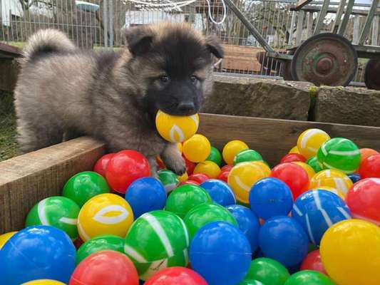 Fotochallenge Nr 96.: Bunt, Bunter, Hund 💐🌹🍁-Beitrag-Bild