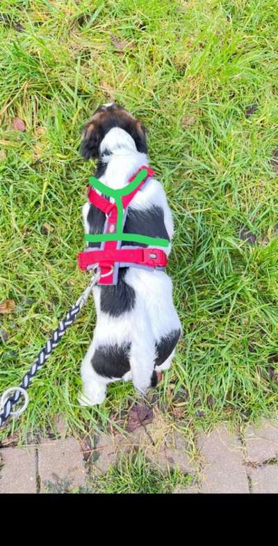 Wie sitzt mein Geschirr?-Beitrag-Bild