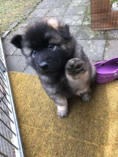 Dogorama Photo Challenge - Hundeblick zum hinschmelzen-Beitrag-Bild