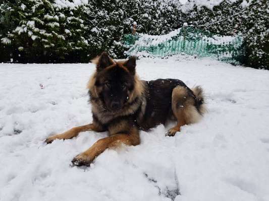 Black dogs are beautiful-Beitrag-Bild