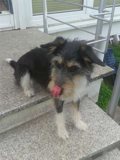 Tongue Out Tuesday-Beitrag-Bild