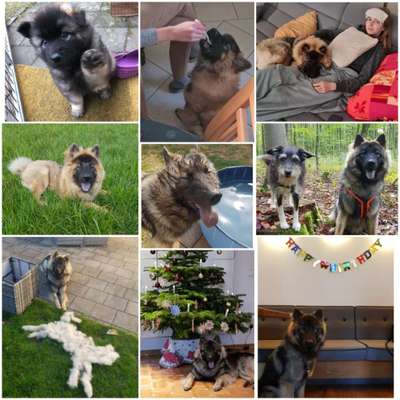 11. Collagen-Challenge
Dein*e Hund*e in verschiedenen Lebensphasen-Beitrag-Bild