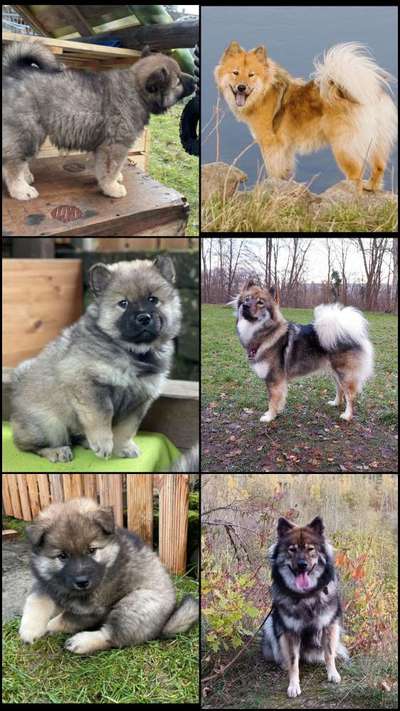 Eurasier hier?-Beitrag-Bild