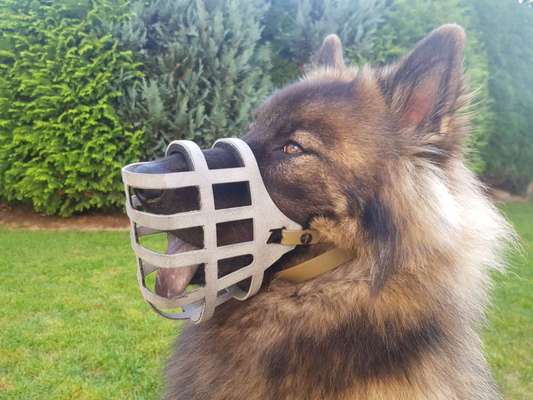 Maulkorb rauf - Vorurteile runter-Beitrag-Bild