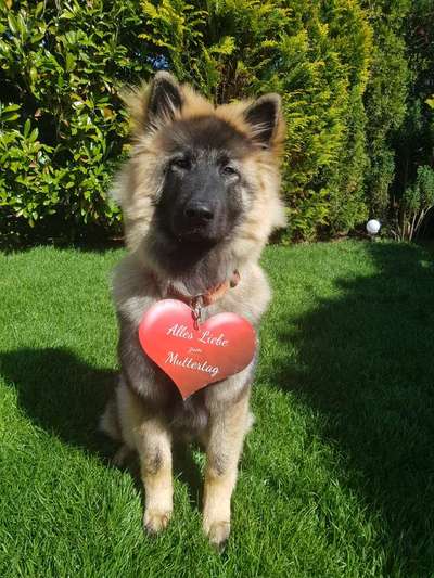 Dogorama Foto Challenge - Bestes gestelltes Bild-Beitrag-Bild