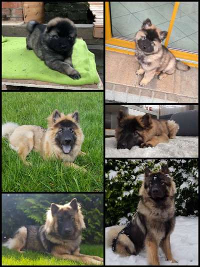 Eurasier hier?-Beitrag-Bild