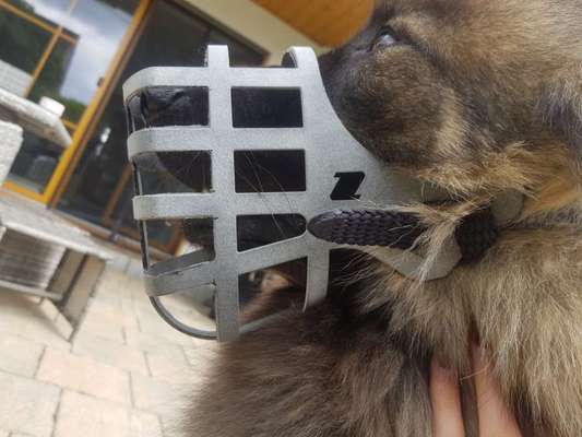 Wie sitzt mein Maulkorb / Maulkorb-Beratung-Beitrag-Bild