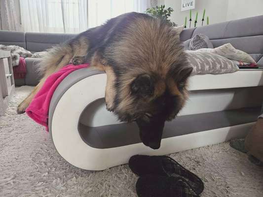 Ungewöhnliche Schlafposition - wie schlafen eure Hunde?-Beitrag-Bild