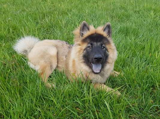 Eurasier-Beitrag-Bild