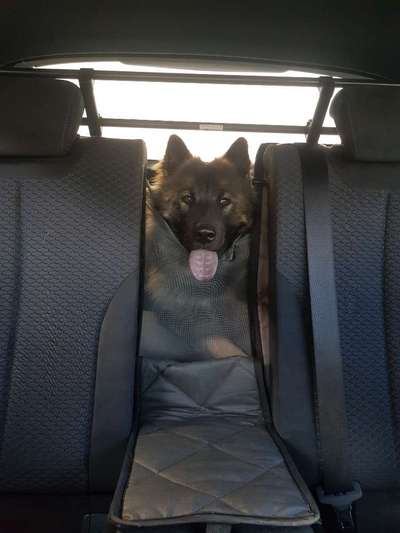 Foto Challenge Thema "Hunde im Auto"-Beitrag-Bild