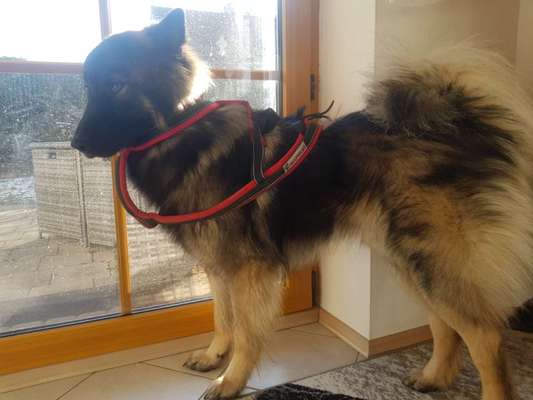 Eurasier hier?-Beitrag-Bild