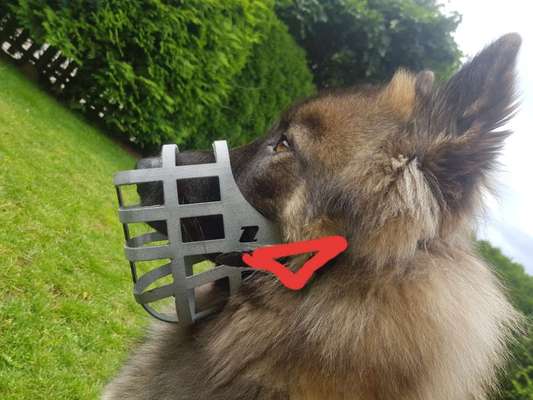 Wie sitzt mein Maulkorb / Maulkorb-Beratung-Beitrag-Bild