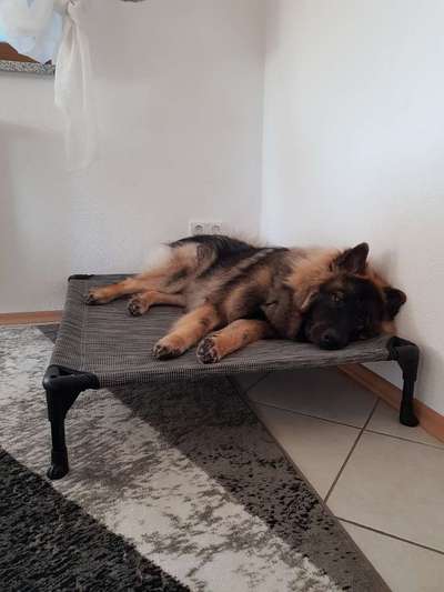 Eurasier hier?-Beitrag-Bild