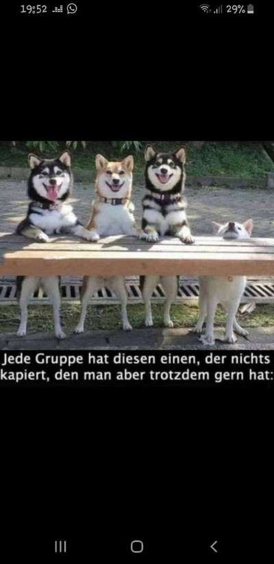 Hunde Memes-Beitrag-Bild