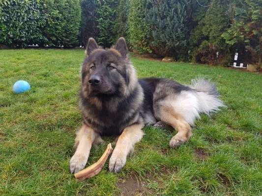 Black dogs are beautiful-Beitrag-Bild