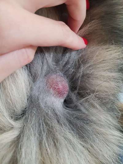 Bravecto-Beitrag-Bild