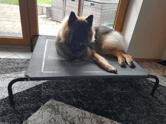 Black dogs are beautiful-Beitrag-Bild