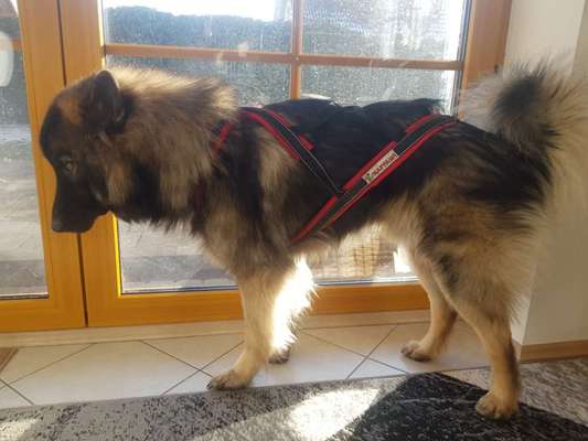 Eurasier hier?-Beitrag-Bild