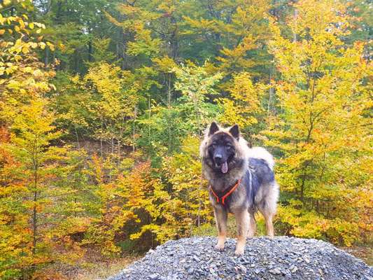 Handy-Foto-Challange Nr.9-Beitrag-Bild