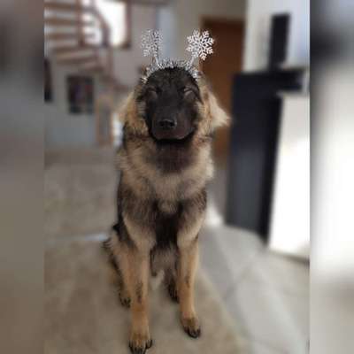 33. Handy Foto Challenge - Verkleidung deines Hundes-Beitrag-Bild