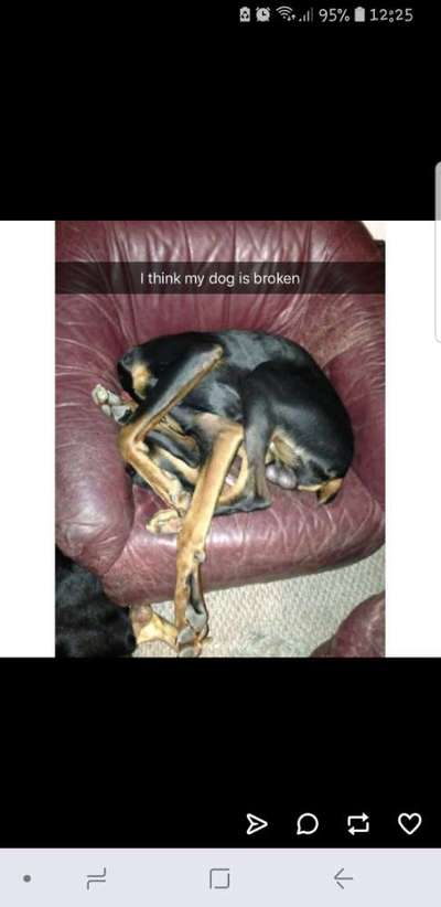 Hunde Memes-Beitrag-Bild