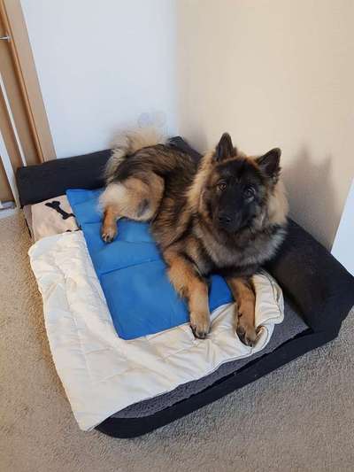 Eurasier hier?-Beitrag-Bild