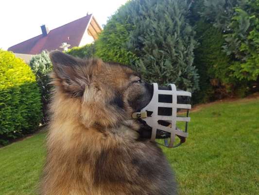 Maulkorb rauf - Vorurteile runter-Beitrag-Bild