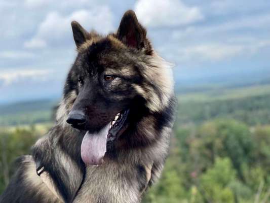 Black dogs are beautiful-Beitrag-Bild