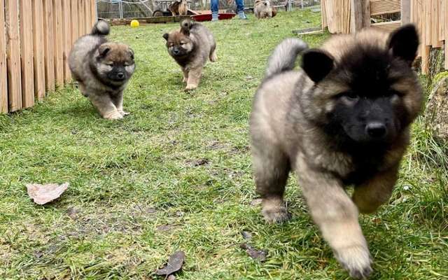 Eurasier hier?-Beitrag-Bild