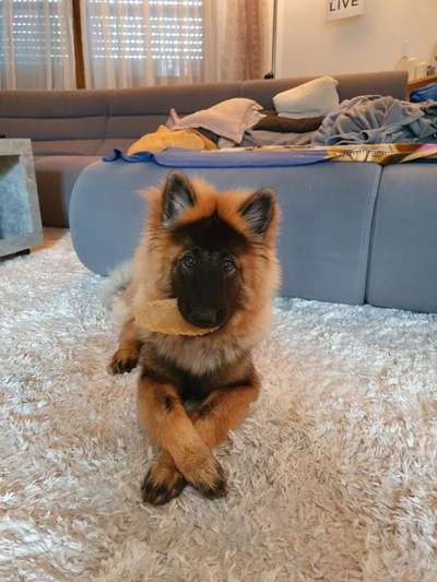 Eurasier hier?-Beitrag-Bild